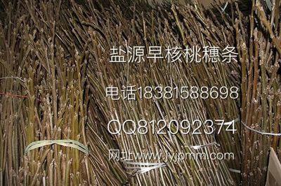 厂家直销早核桃苗 | 简阳市锦鹏苗木种植专业合作社产品图鉴