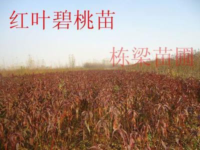 探寻濮阳红富士苹果苗 栋梁苹果苗专供基地的品质与优势