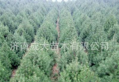 山东白皮松种植基地现货批发 5m白皮松树苗与大苗优选