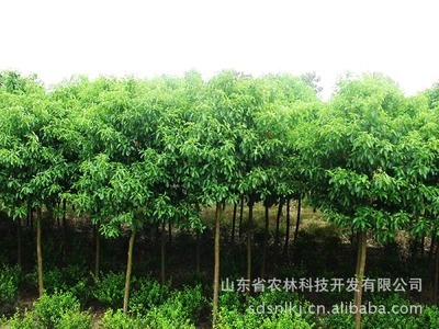 安徽苗圃香樟（米径8cm）促销 产地直销与农林科技加持