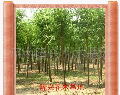 打造价销售花卉苗木一条龙服务 大叶女贞的价格、厂家与图片全解析