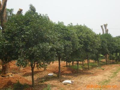 湖南浏阳市飞扬绿化苗圃场 精品大小桂花苗木价格、厂家与图片详解
