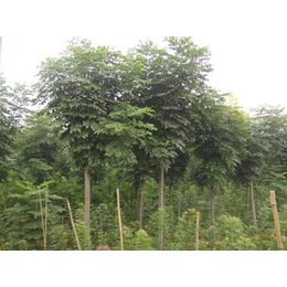南栾苗木批发价与黄河苗木专业种植厂家解析 室内观花植物市场新蓝海