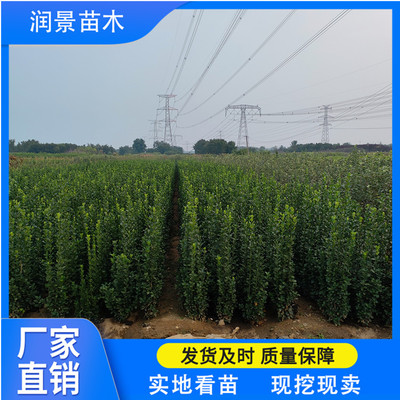 润景苗木 北海道黄杨绿篱，四季种植的绿意守护者