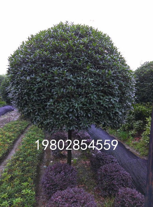 探寻八月桂香之源——写在八月桂种植基地的丰收季节