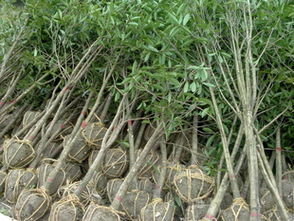 桂花苗4 5公分,桂花树指导价 桂花苗4 5公分,桂花树厂商 桂花苗4 5公分,桂花树厂商 图 尽在农苗网 常青桂花苗圃