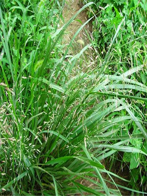 【苗木产品】画眉草图片