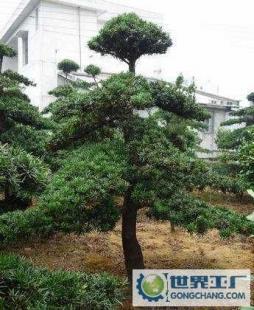 湖南绿化苗木造型罗汉松_农副产品_世界工厂网中国产品信息库