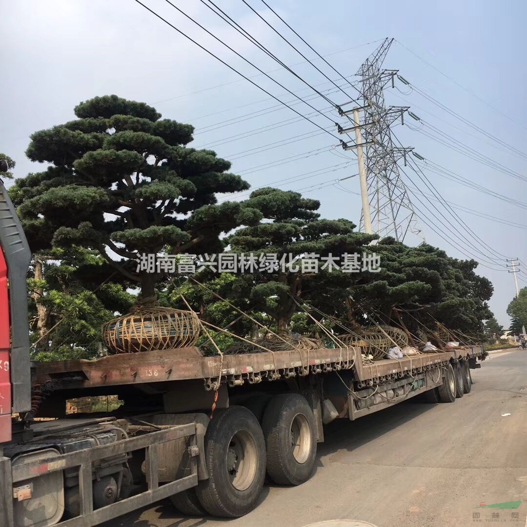 湖南富兴园林绿化苗木基地