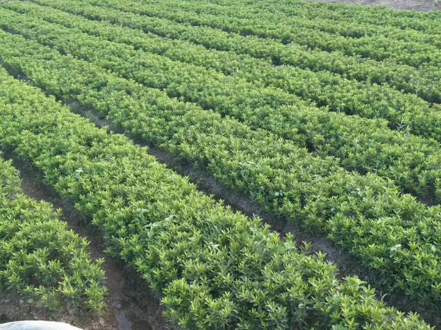九江博景园林景观工程